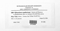 Sphaceloma symphoricarpi image